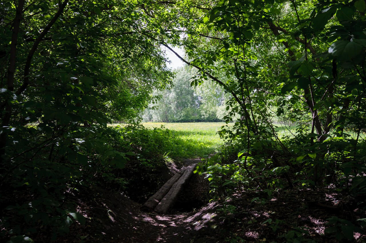 Threshold to the Grove of the Druid